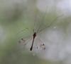 Nephrotoma quadrifaria